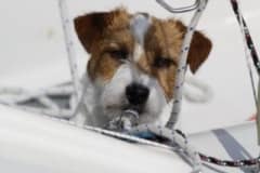 seehund