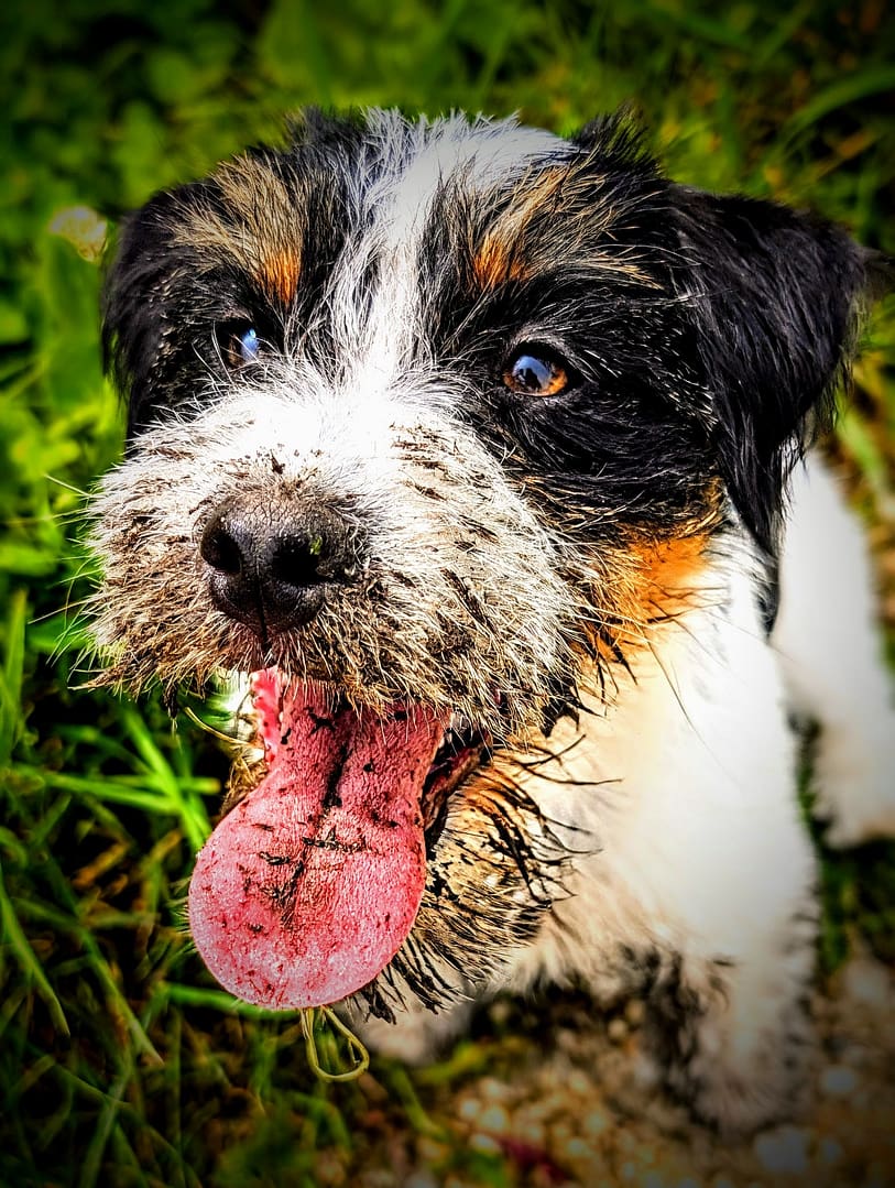 Messenger_creation_6D6A2411-025E-4DC7-AE2C-6EB3484A6EF2