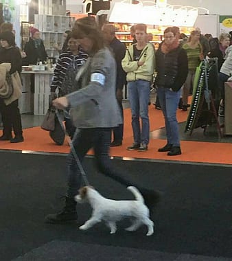 Doglive_6